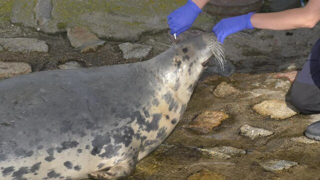 Grey Seal Medical Examination by Vet in Blue Gloves in Water Park