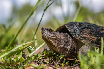 Common snapping turtle