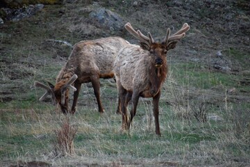 elk