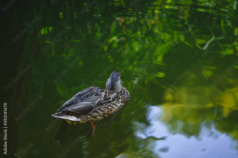 Sticker Closeup of a cute female mallard swimming in the pond