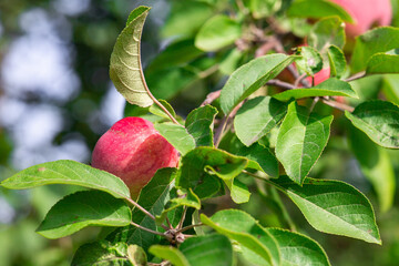 fresh apples on a branch of apple tree