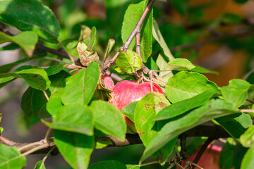 fresh apples on a branch of apple tree