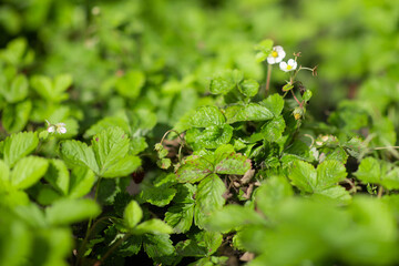 Fresh branch of strawberries in the field