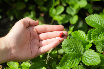 Girl holds a fresh branch of strawberries