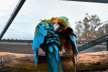 Closeup of a cute blue-and-gold macaw parrot in the cage © Kelemen Katalin Linda/Wirestock