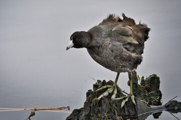 2020-11-12 AMERICAN COOT RUFFLING ITS FEATHERS ON A PIECE OF STUMP ON A MURKY LAKE BLURRING ITS FEATHERS