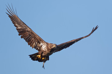 Immature Bald Eagle Flying With a Fish