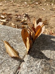 butterfly on the ground