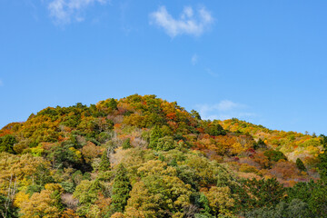 Obraz premium 晴天の空と紅葉する山 