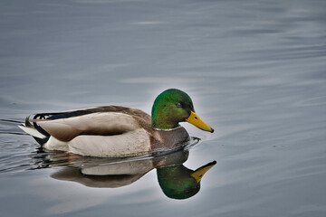 2020-11-12 SIDE SHOT OF A MALE MALLARD DUCK SWIMMINING WITH ITS REFLECTION IN THE WATER
