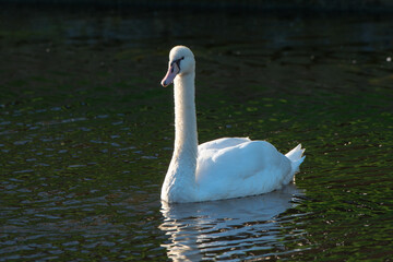 swan on the lake