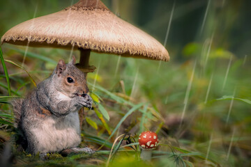 Squirrel hiding under the mushroom in the rain
