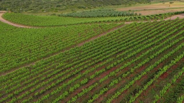 Aerial view of Vineyard estate, Portugal.
