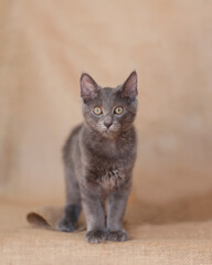 Beautiful Dark Gray Manx mix Maine Coon Kitten on Burlap natural background.