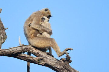 baboon sitting on a branch