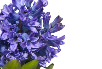 Blue hyacinth flower isolated white background. The first spring flower is blue hyacinth.