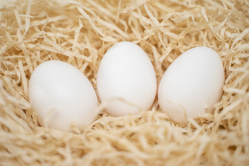 White chicken eggs in the hay. Organic products.