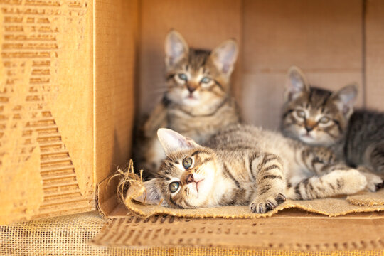 Three little tabby striped foster kittens living in a cardboard box, abandoned, homeless waiting to be adopted.