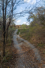 Fototapeta premium path in the woods