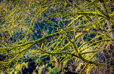 Fototapeta na wymiar mossy tree branches