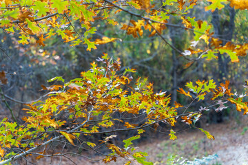 autumn leaves in the forest