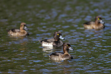 キンクロハジロ隊