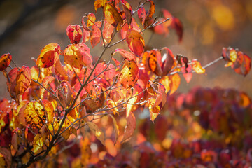 紅葉と背景のボケ