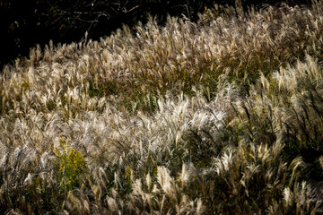 風に揺れるススキ