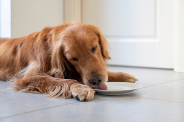 Golden Retriever lying on the floor and eating