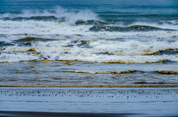 shore birds at stormy coast