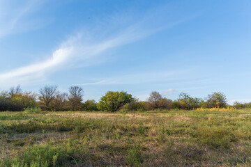 landscape with trees and sky