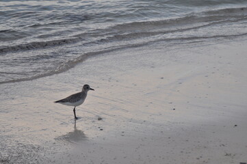 seagull on the beach
