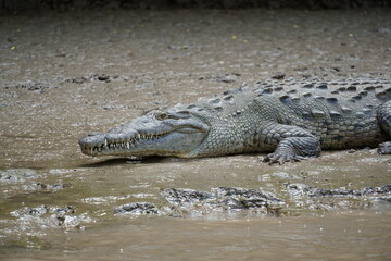 cañon sumidero, chiapas, viajar, exploring, explorer, viajes, mexico, messico, nature, natura, river, canyon, monkey, crocodile, bridge, waterfall, sky, travelling, tourism, chiapa de corzo, green