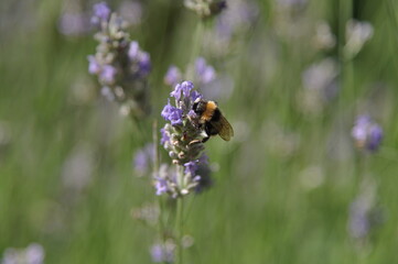 bee on lavender flower