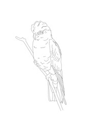 Bird Detailed Vector Drawing