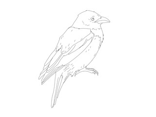 Bird Detailed Vector Drawing