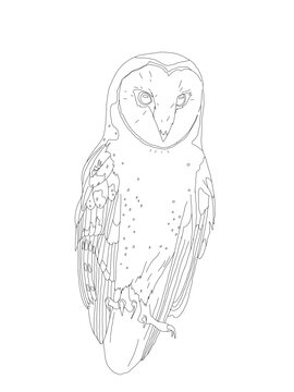 Bird Detailed Vector Drawing
