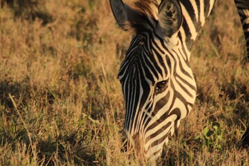 zebra in the savannah