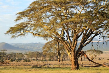 tree in the desert