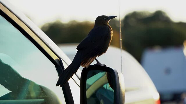 bird on a car mirror
