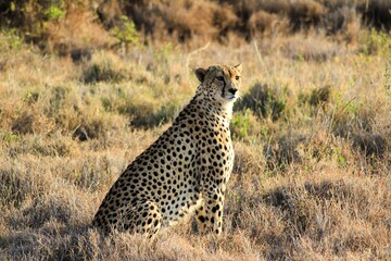 cheetah in serengeti