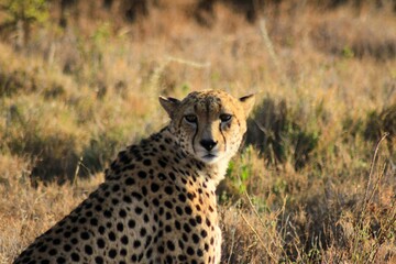 cheetah and cub