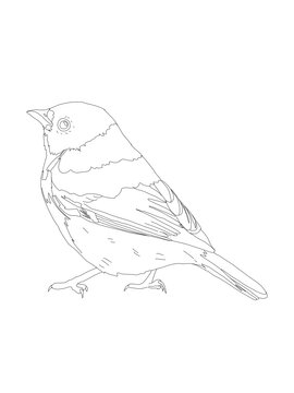 recommend clip art: Bird Detailed Vector Drawing