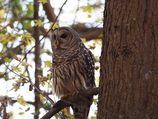 wild barred owl (Strix varia) in autumn