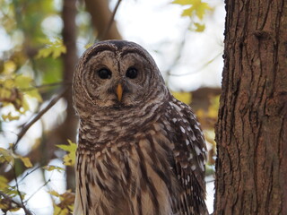 wild barred owl (Strix varia) in autumn
