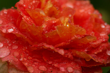 close up of a red flower with water drops