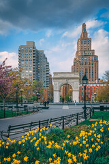Tulips and Washington Square Arch, at Washington Square Park, in Lower Manhattan, New York City