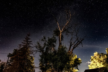 night sky and tree