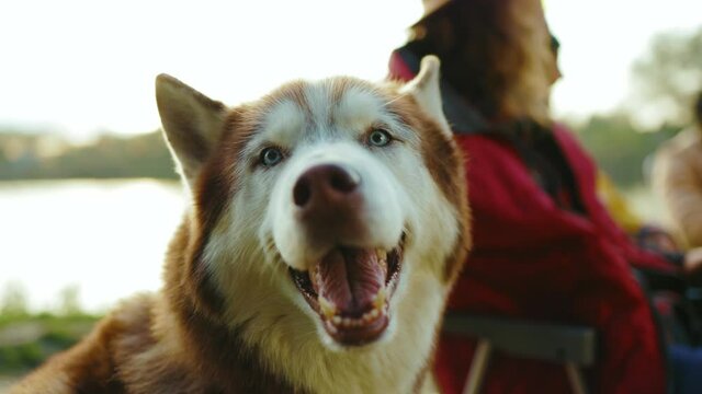 Close up picnic with husky dog withy mouth open breathing and sitting near people. Pets and humans. Enjoyment weekend portrait. Slow motion
