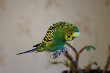 Yellow-green budgie sitting on a branch. Age 1 year. In the room. Cute.